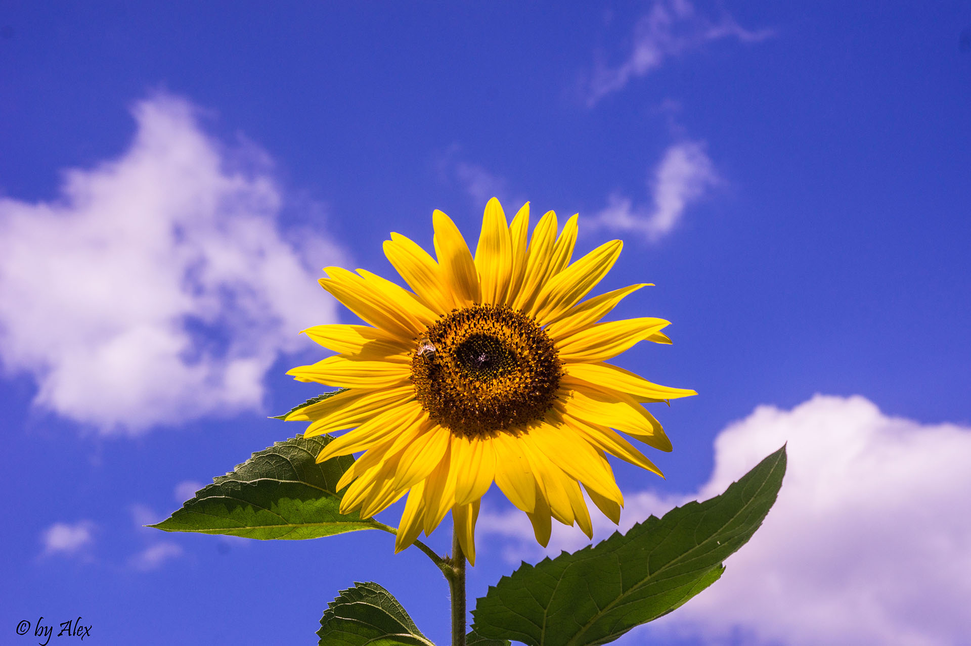 Die Sonnenblume (Helianthus annuus) – Andi + Alex